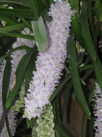 Rhynchostylis retusa
